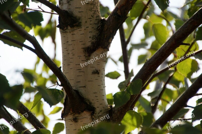 Birch Tree Leaves Nature Bark