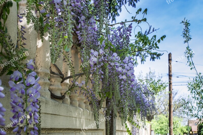 Wall Hanging Flowers Stone Wall Garden Nature