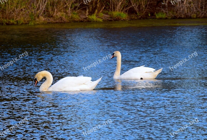 Swan Water Lake Nature Bird