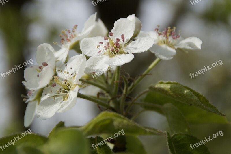 Apple Blossom Blossom Bloom Blossom Apple Tree