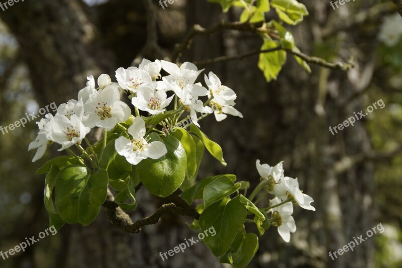 Apple Blossom Blossom Bloom Blossom Apple Tree