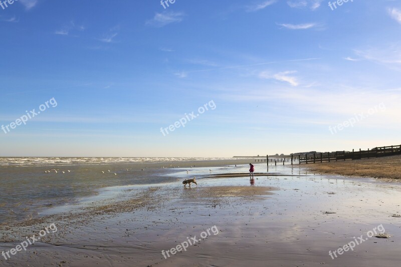 Beach Dog Water Sea Reflection