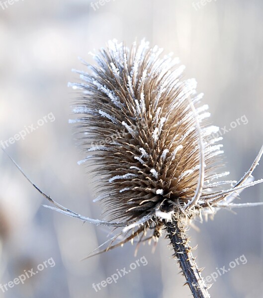 Plant Winter Frost Bank Nature