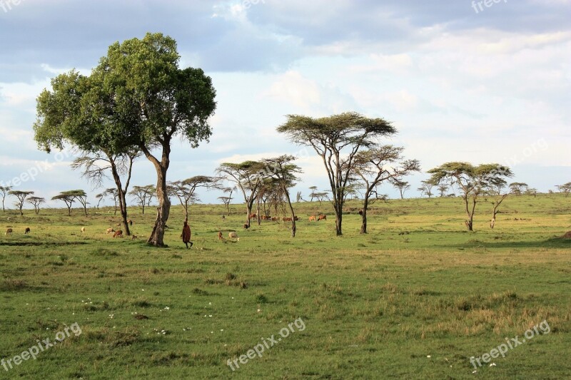 Kenya Savannah Safari Free Photos