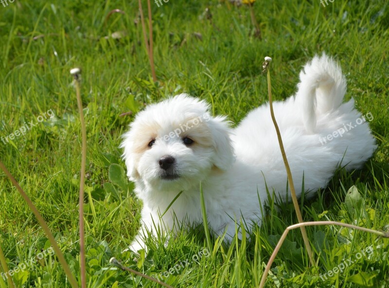 Puppy Dog Cotton Tulear Animal