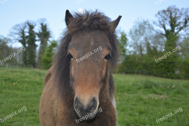 Pony Equine Animal Brown Mane