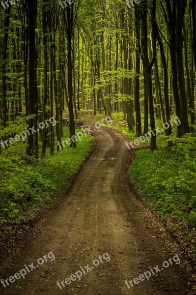 Forest Road Landscape Nature Outdoor