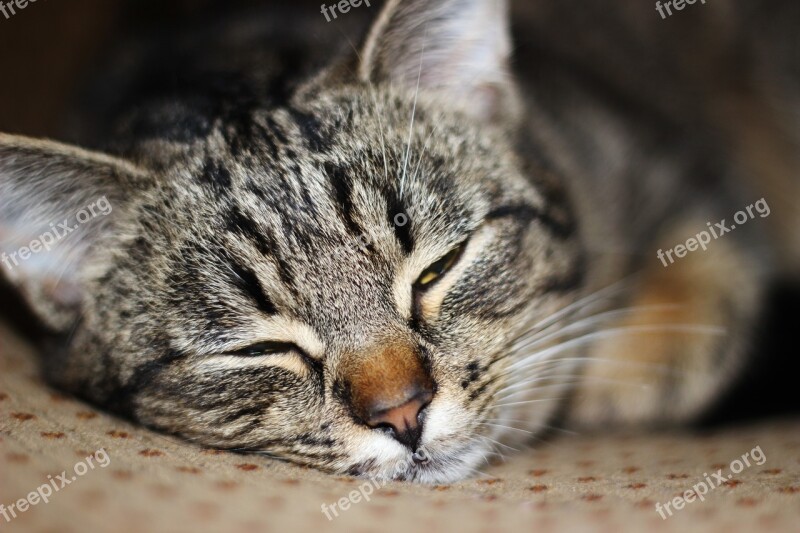 Cat Yard Cat Cat Sleeping Free Photos