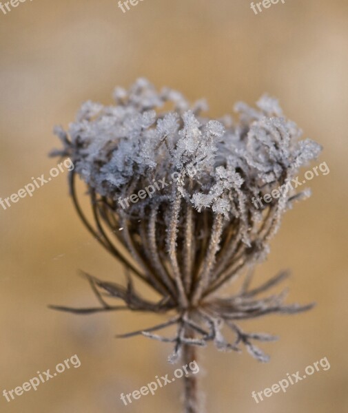 Frost Ice Crystals Wild Carrot Meadow