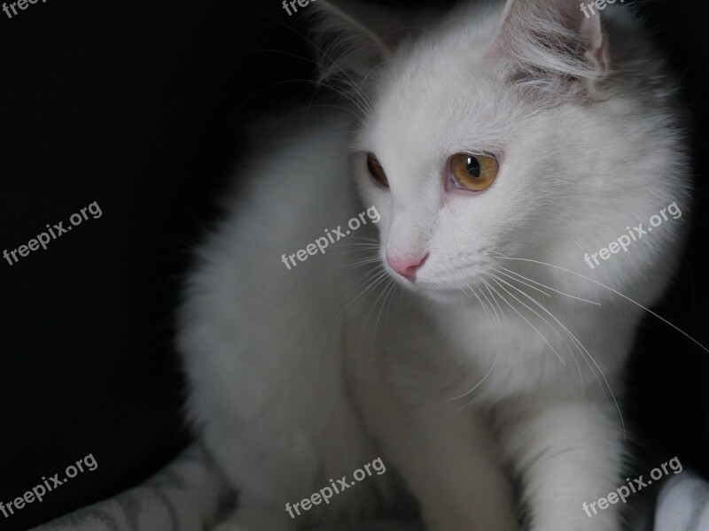 Cat White Cat Closeup Housecat Darling