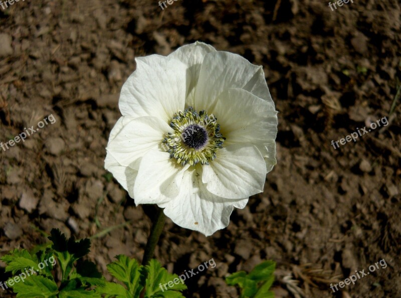 Flower Anemone Anemone Coronary Nature Plant A Garden