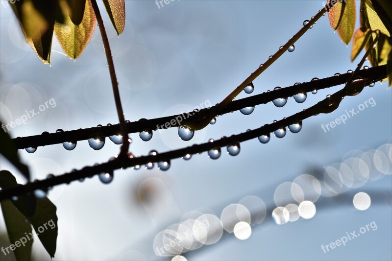 Raindrop Dewdrop Drop Of Water Close Up Drip