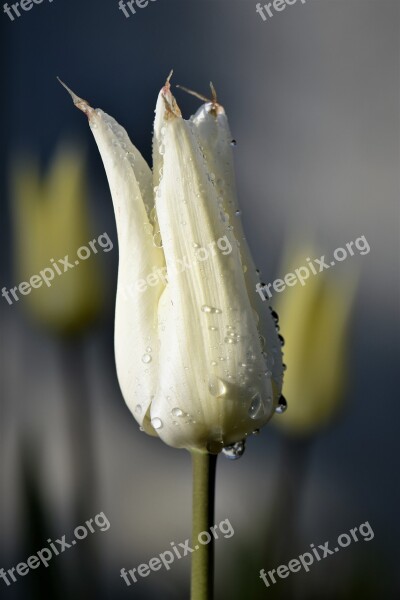 Tulips Flowers Cut Flowers Plant Nature