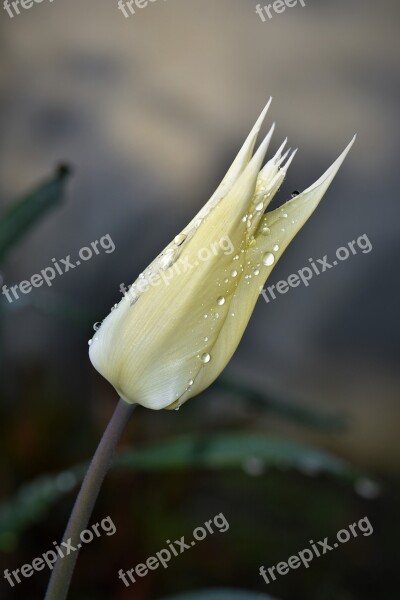 Tulips Flowers Cut Flowers Plant Nature