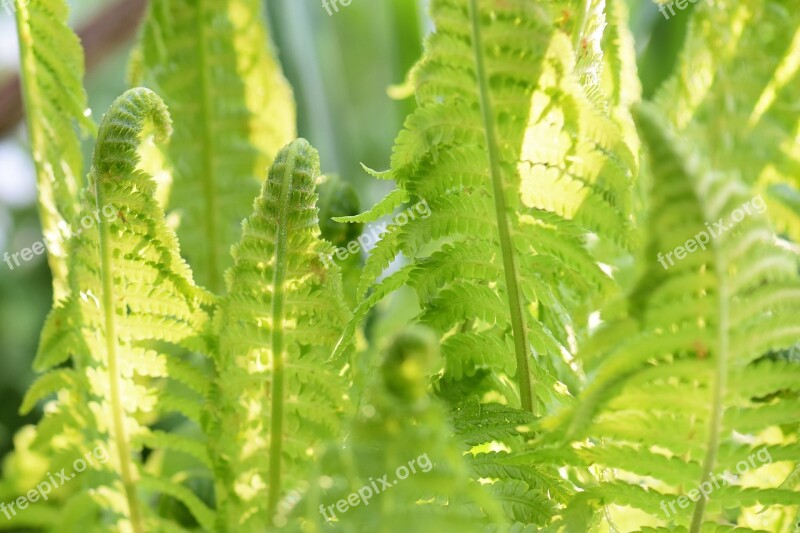 Fern Plant Nature Green Forest