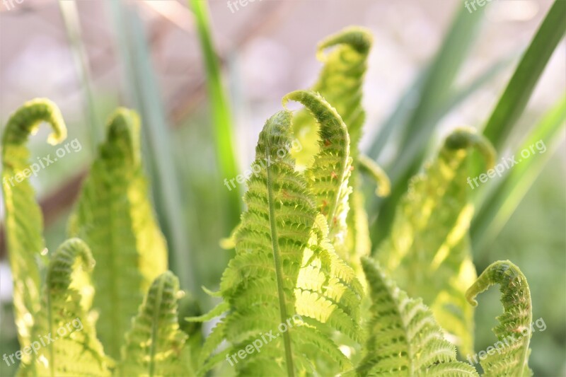 Fern Plant Nature Green Forest