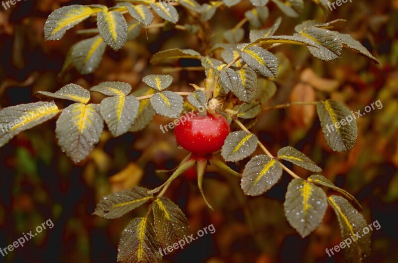 Rose Hip Autumn Rose Hips Free Photos