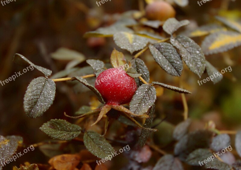 Rose Hip Autumn Rose Hips Free Photos