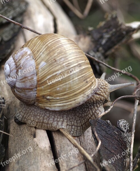 Winniczek Snail Seashell Shell Horns