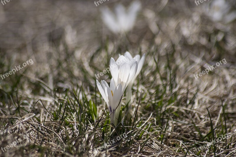 Crocus Bloom Spring Plant Blossom