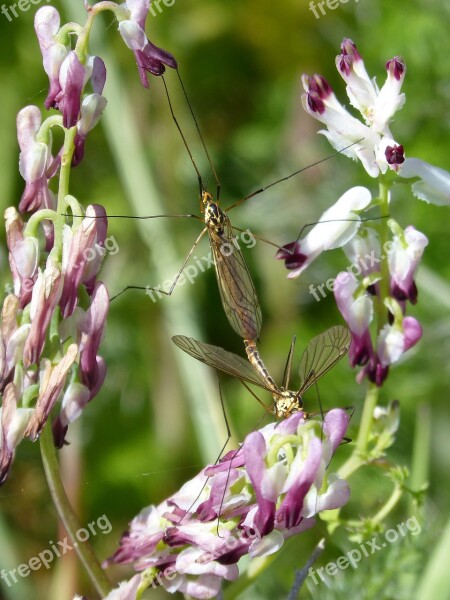 Típula Mosquito Wild Flower Tipúlidos Large Mosquito