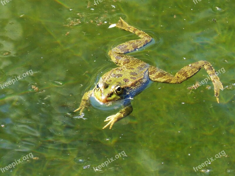 Frog Raft Water Float Batrachian