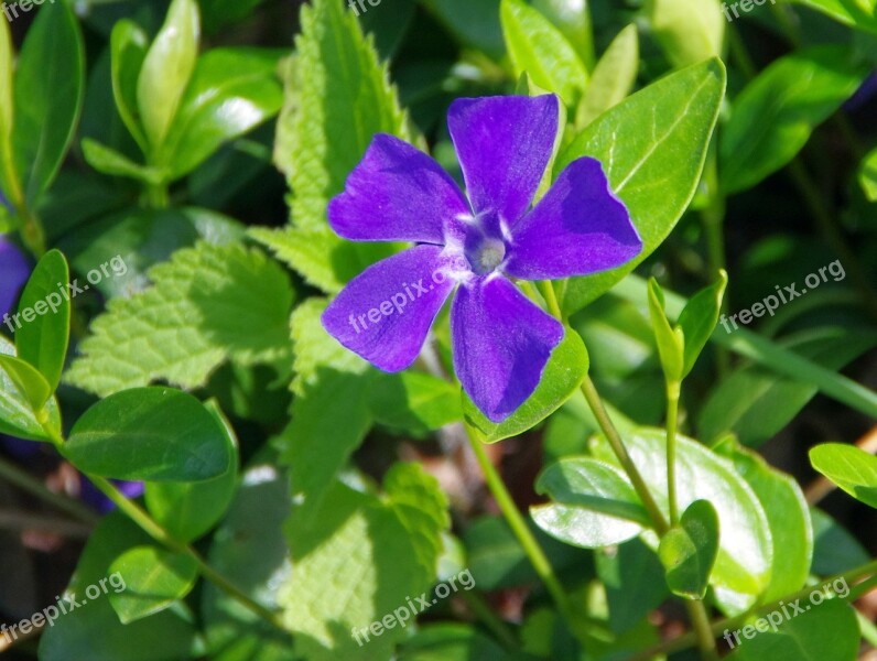 Pervenche Violet Blue Flower Vinca Major Apocynacée