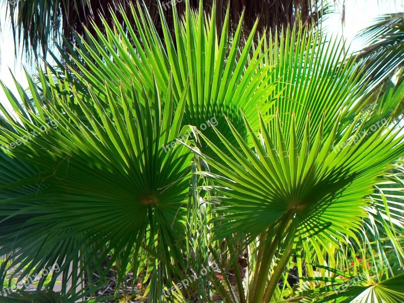 Palm Washingtonia Foliage Thorns Fin