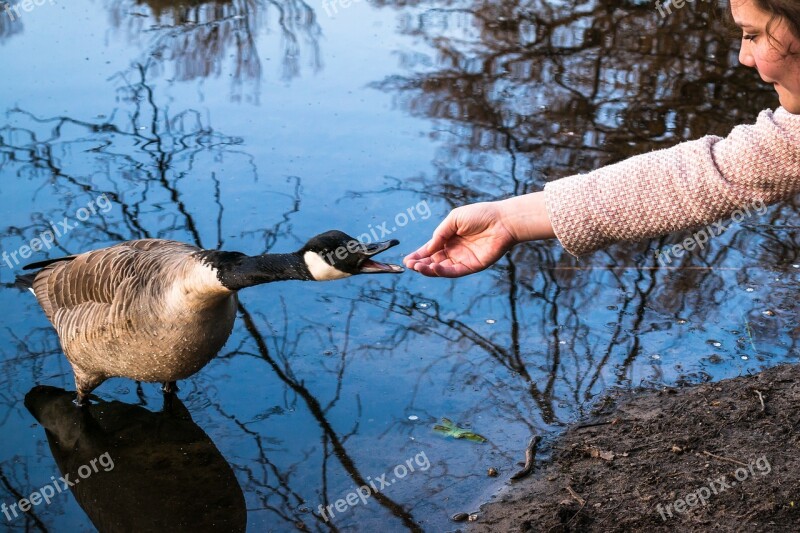 Canada Goose Girl Encounter Contact Get To Know