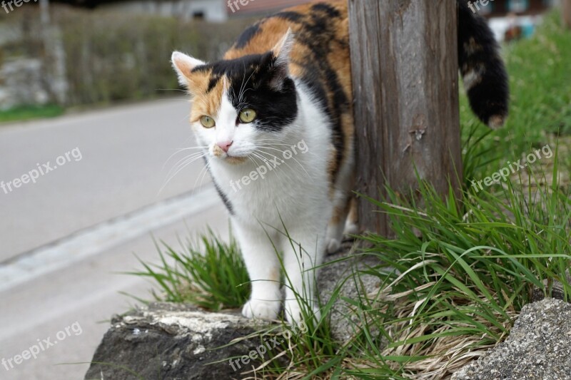 Cat Colorful Meadow Animal Behind Stone