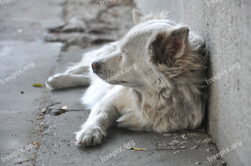 Dog Gray Melancholy Free Photos