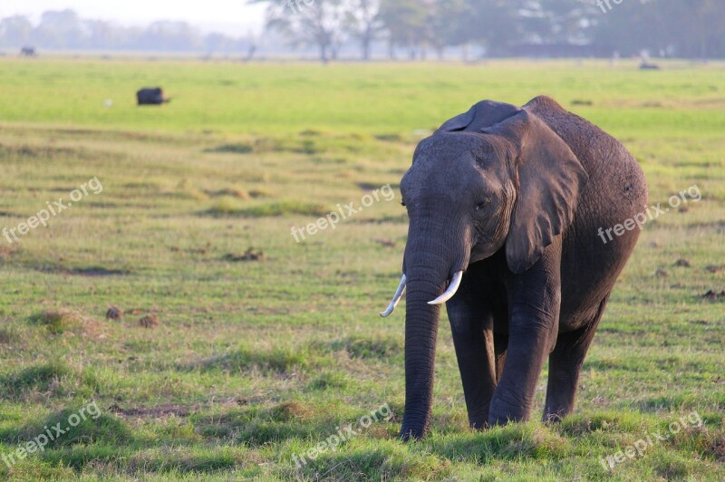 Elephant Amboseli Meadow Free Photos