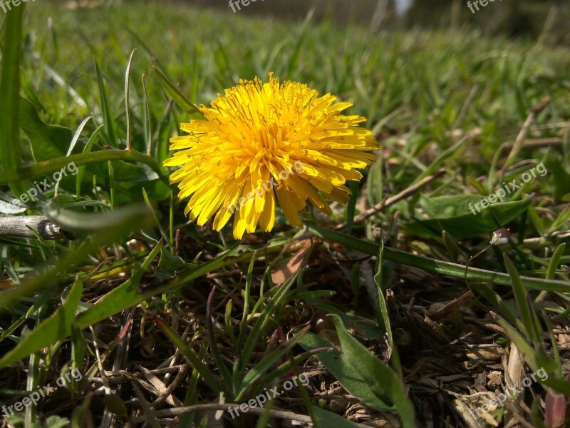 Dandelion A Yellow Flower Flowers Of The Field Spring Flowers Wild Flowers