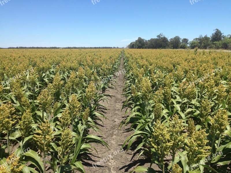 Sorghum Grain Crop Free Photos