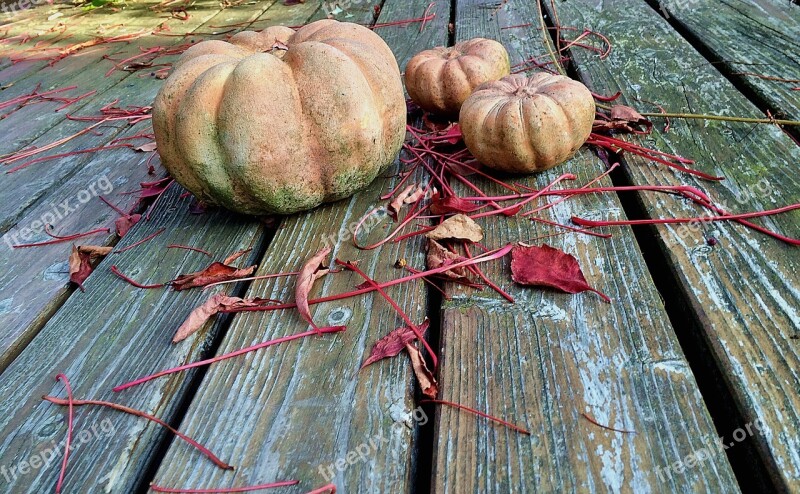 Garden Terrace Pumpkin Japanese Garden Free Photos