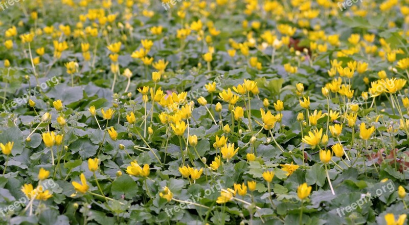 Kaczeniec Knieć Marsh Flower Yellow