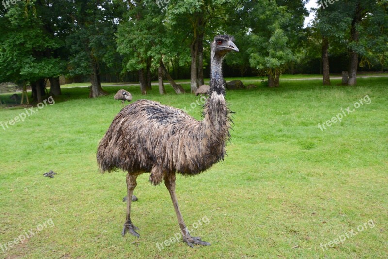 Emu Big Bird Feathers Nature Plumage