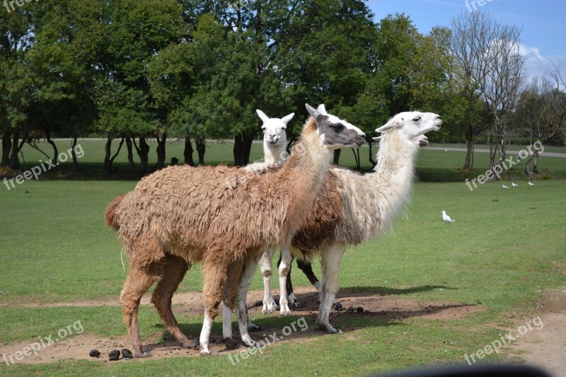 Lama Zoo Nature Animal Wild