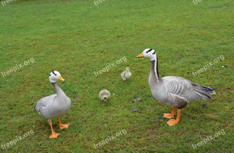 Ducks Family Animals Wild Duck Nature