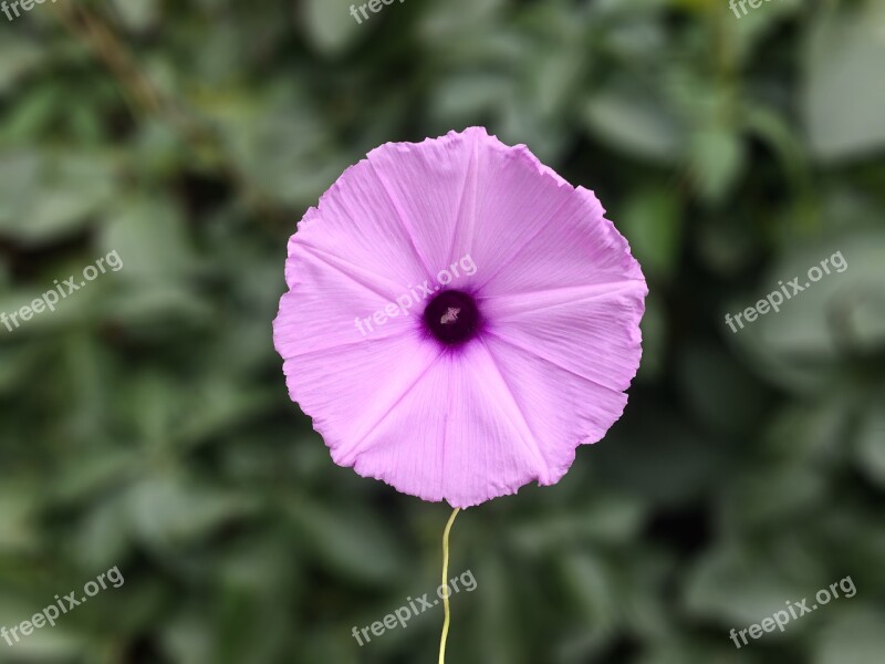 Flower Out Of Focus Plants Grass Focus Background