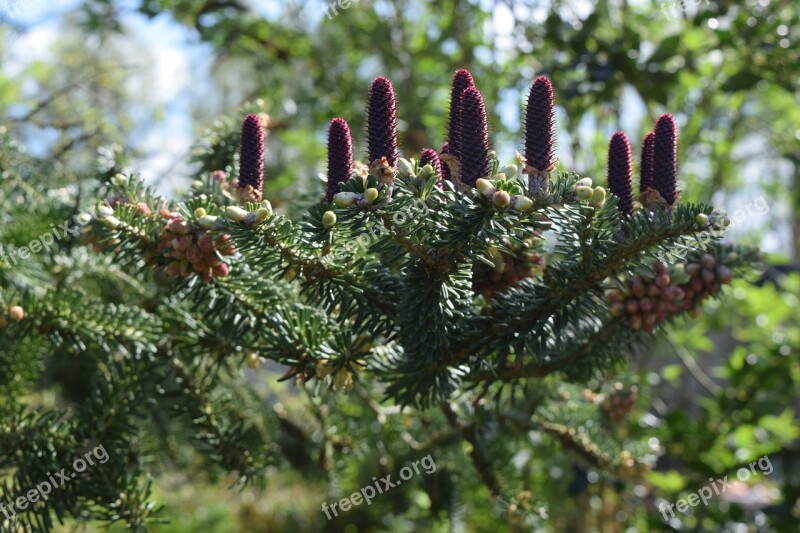 Conifer Cones Nature Pinecone Tree