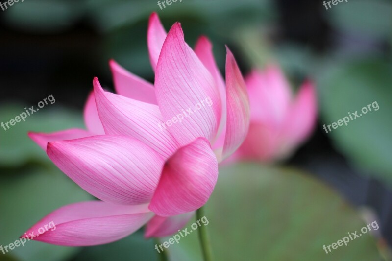 Hoa Sen Vietnam Lotus Asia Free Photos