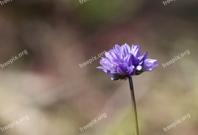 Flower Flowers Nature Violet Flowers Petals