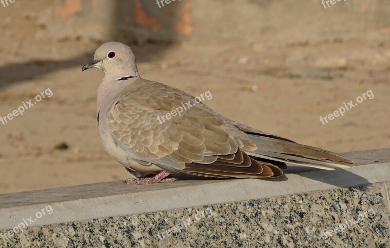 Bird Dove Avian Eurasian Collared Dove Streptopelia Decaocto