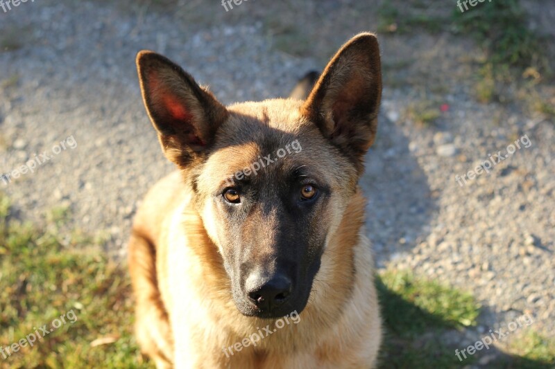 Belgian Sheepdog Pet Dog Animal