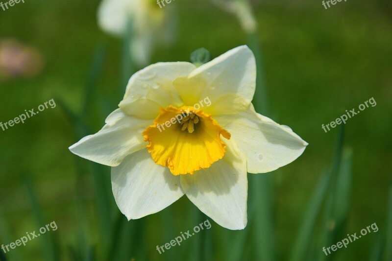 Narcissus Flower Spring Yellow White