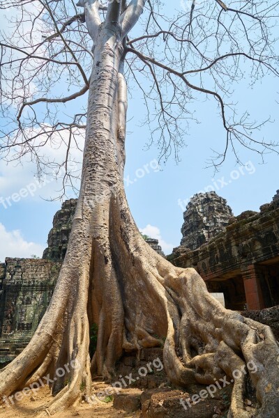 Tree Nature Plant Big Old