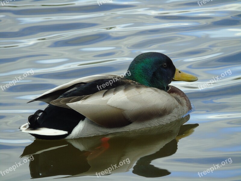 Crossword Mallard Duck Duck Bird Ducks