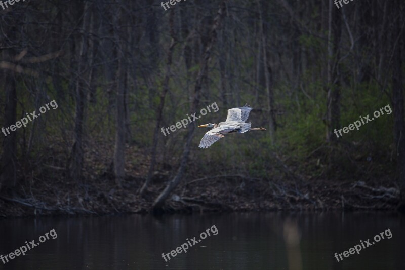 Blue Heron Flying Heron Blue Wildlife