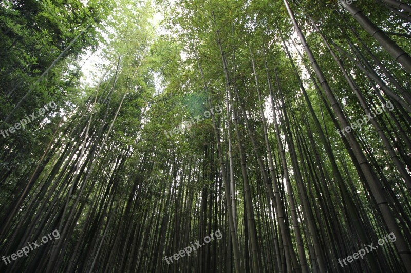 Damyang Bamboo Green Bamboo Forest Korea